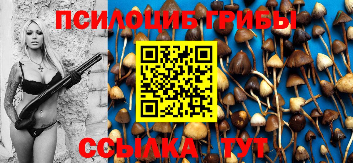Галлюциногенные грибы Psilocybe Бузулук